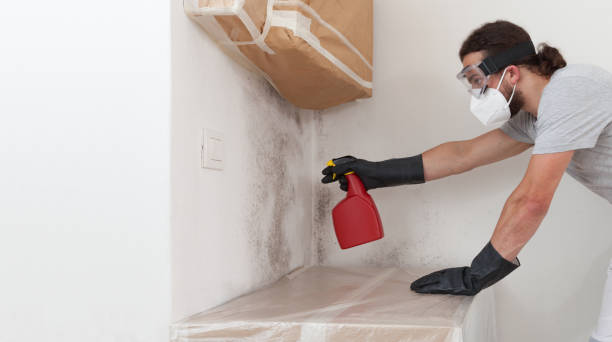 Basement Mold Remediation treatment on basement walls in Butler
