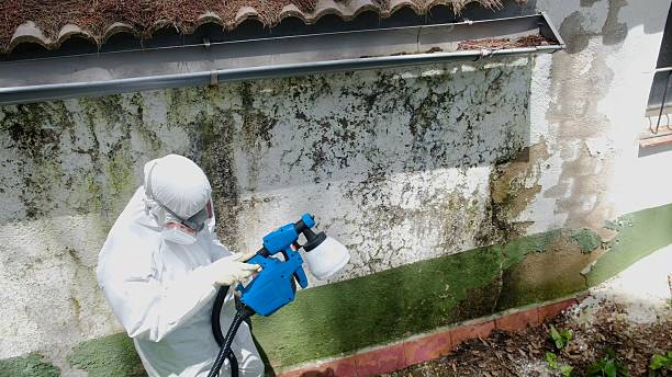 Mold Removal service in Butler